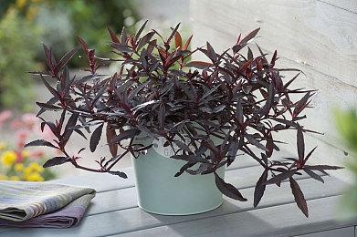 《吸血鬼幸存者》将被改编为真人电影 游戏无剧情将是挑战